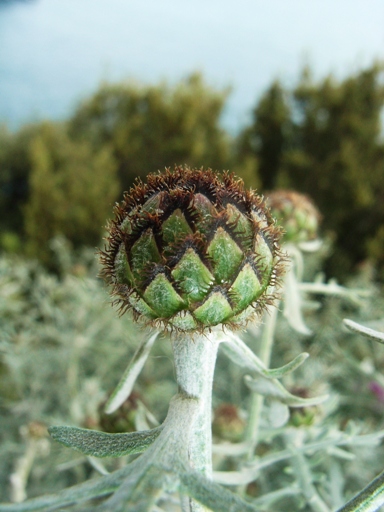 ancora da Capri 2 - Centaurea cineraria